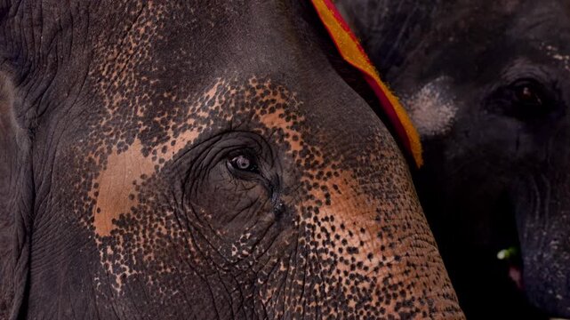 Close-up of an Asian elephant's eye in Thailand