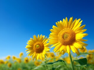Fototapeta premium Bright sunflowers in a field under a clear blue sky in summer