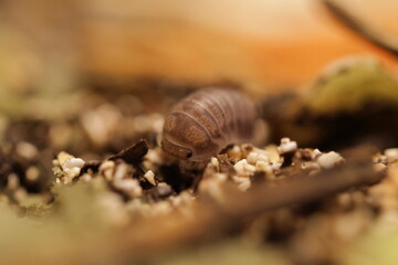 isopods woodlouse pill bugs cubaris sp white side pinguin