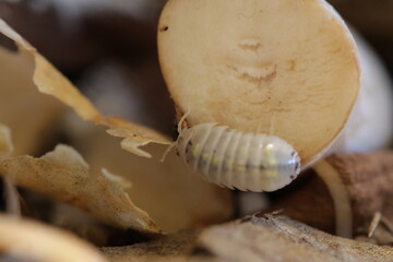 isopods woodlouse pill bugs armadillidium vulgare magic potion
