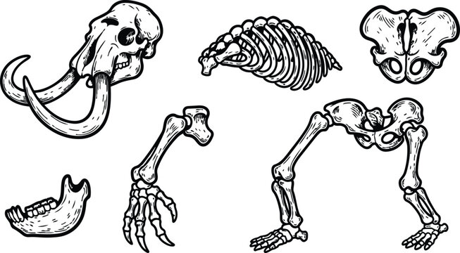 Tattoo flash close up mammoth skull ribs pelvis and limb bones arranged isolated line art vintage sketch ink shading detail