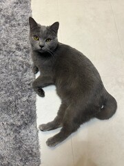 Gray British Shorthair Cat Sitting Indoors and Looking at the Camera