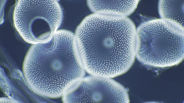 Microscopic view of diatoms single-celled algae with intricate silica shells showcasing their unique beauty and biological complexity in a scientific research setting