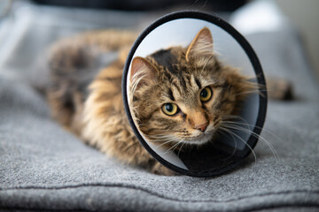 Tabby cat wearing plastic protective Elizabethan collar after surgery recovery © TetianaRUD