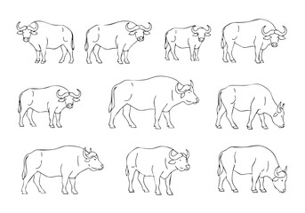 Obraz premium Outline Simple Buffalo Collection Animal Livestock Domesticated Farm Mammal Creature