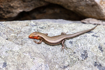 Obraz premium five linked skink female with orange head is sun bathing in the rocks