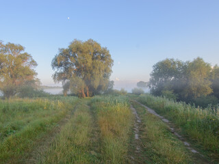 Fototapeta premium summer foggy landscape in the forest