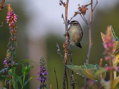sedge warbler on a flower