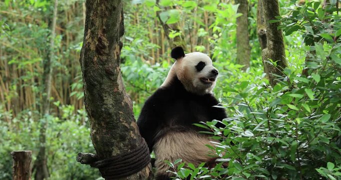 Giant panda eating bamboo in the zoo