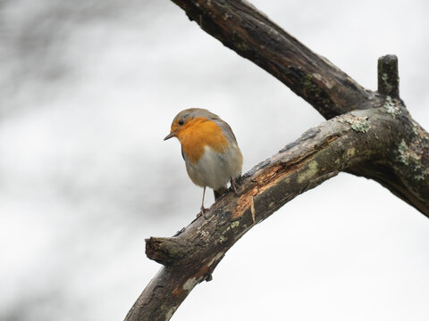 Rotkehlchen, Erithacus rubecula
