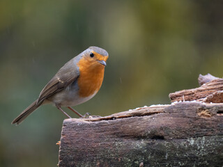 Rotkehlchen, Erithacus rubecula