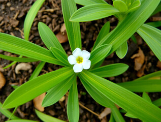 Fototapeta premium white flower on green background