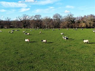 Aerial footage view over a British farming field with a herd of sheep grazing below, green grass fields, close up. A flock of sheep grazing in a meadow. Captured on a bright autumn day.