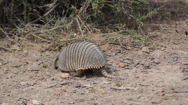 Armadillo (Tatu Mulita) Walking in Patagonian Grassland
