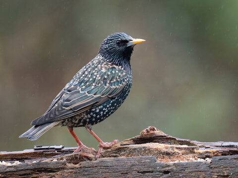 Star, Sturnus vulgaris