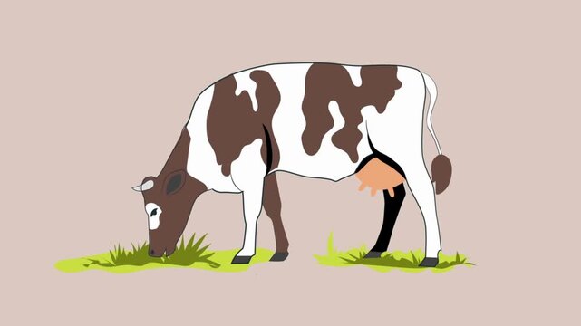 Spotted Cow Grazing on Green Grass Farm Animal Dairy