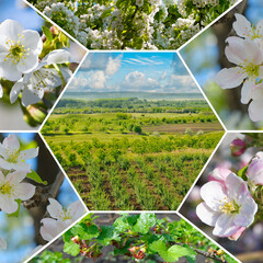 Spring Orchard Mosaic with Blooming Fruit Trees and Scenic Landscape