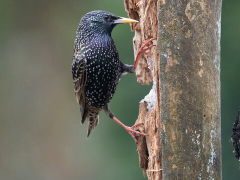 Star, Sturnus vulgaris