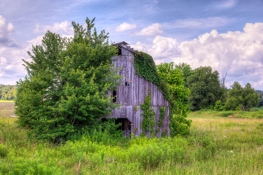 Returning to Nature. An old, weathered barn is partially covered with lush green vines and surrounded by dense foliage, set against a backdrop of open fields and a cloudy sky