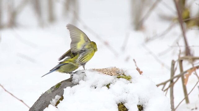 Feisty male siskin ( Spinus spinus ) chasing food rivals away