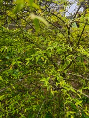 Abstract Nature Texture &ndash; Vibrant Green Leaves Pattern Background