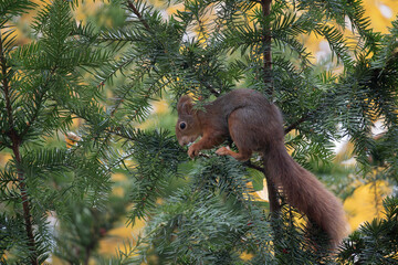 Red squirrel climbing on the branches of a coniferous tree in the wild © Petr Škorňák