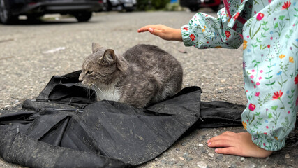 Little child in colorful floral jacket gently reaching hand to pet gray stray cat sitting on black...