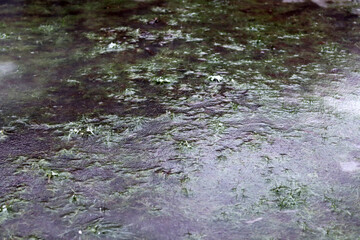 Ice on the ground in the forest in winter, closeup of photo