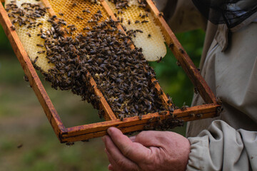 Beekeeper holding honeycomb frame full of bees in apiary, natural honey production process in beehive, rural farming, ecology and sustainable agriculture concept
