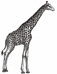 Naklejka premium Geometric Giraffe Portrait: Minimalist Wildlife Vector for Apparel