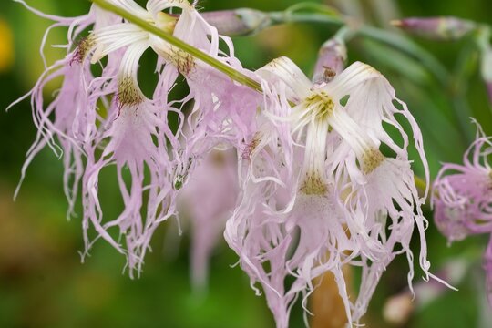 Closeup on the fragile and scented Fringed Pink Dianthus superba in a meadow in the Alps, Austria