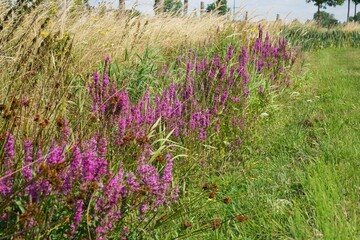Vibrant Purple Purple Loosestrife Wildflowers Bloom Among Tall Green and Golden Grasses in a Sunny Summer Meadow Landscape
