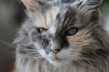 calico and white cat outdoors with green plants garden fur longhair