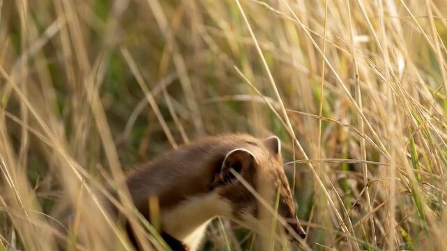 A curious stoat peeks through dry golden grasses Its alert eyes and pointed ears suggest it is observing its surroundings with keen interest in the wild