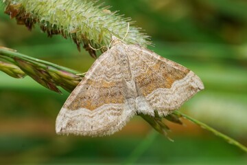 Closeup on the European shaded broad-bar Moth, Scotopteryx chenopodiata in the Austrian Alps © Henk