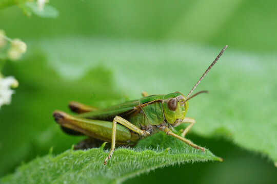 Closeup on the common, European, green grasshopper , Omocestus viridulus sitting in the vegetation