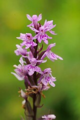 Obraz premium Delicate purple Dactylorhiza fuchsii orchid flower bloom with intricate markings against a soft green background