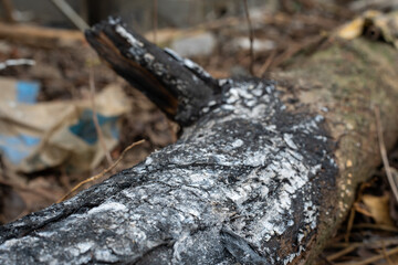 Fototapeta premium Close up of a charred tree branch with white ash and black bark