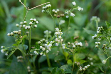 Fototapeta premium Small white fluffy flower heads blooming on green stems outdoors