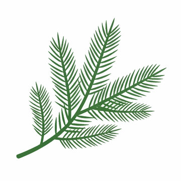 Green Fir Tree Branch with Needle-like Leaves.