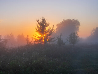 Obraz premium morning fog in the forest