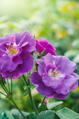 Fototapeta premium Purple rose bloom with soft petals in garden background