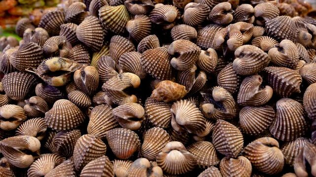 Fresh clam shells stacked at a seafood market, showing their natural texture and earthy color. They are commonly used in Southeast Asian cuisine and sold as raw clams for cooking.