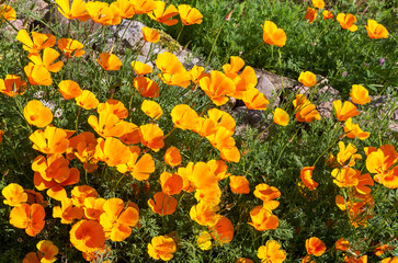 California Poppies flowers. California Golden Poppies (Eschscholzia californica) blooming.