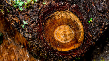 Close up of a cut branch,old tree