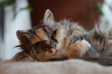 calico and white cat outdoors with green plants garden fur longhair © IceFang