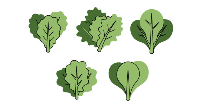 Lettuce leaf Line clean dynamic style vector