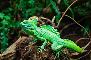 Fototapeta premium Portrait of a plume basilisk, also known as a feather basilisk.