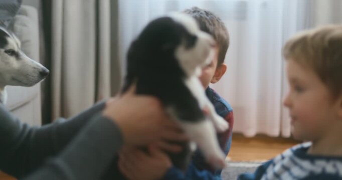 Children interacting with a small black and white puppy indoors
