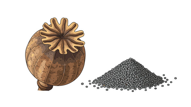 Dry poppy seed head is presented next to a large pile of black poppy seeds on a plain white background for culinary use.